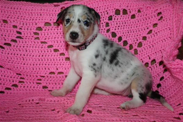 Grote foto te koop schotse herdershond korthaar pups dieren en toebehoren herdershonden en veedrijvers