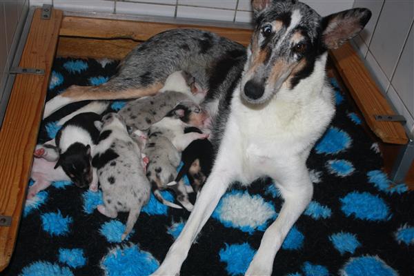 Grote foto te koop schotse herdershond korthaar pups dieren en toebehoren herdershonden en veedrijvers