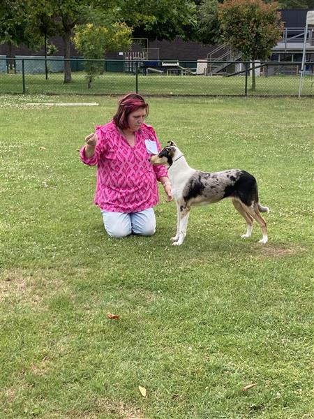 Grote foto te koop schotse herdershond korthaar pups dieren en toebehoren herdershonden en veedrijvers