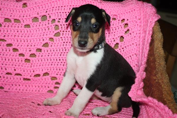 Grote foto te koop schotse herdershond korthaar pups dieren en toebehoren herdershonden en veedrijvers
