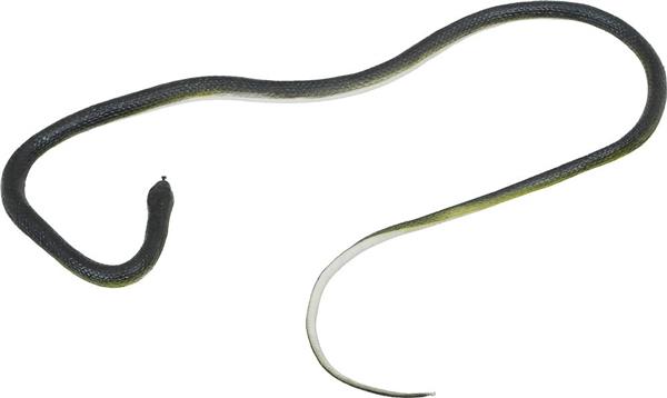 Grote foto zwarte nep slang met clip verzamelen overige verzamelingen