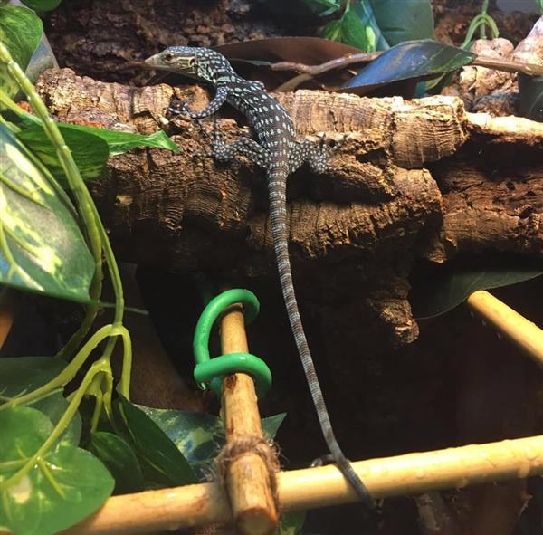 Grote foto blauwe boomvaraan te koop dieren en toebehoren reptielen en amfibie n