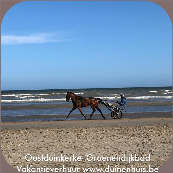 Grote foto oostduinkerke nieuwpoort villa zeedijk 200 m vakantie belgi