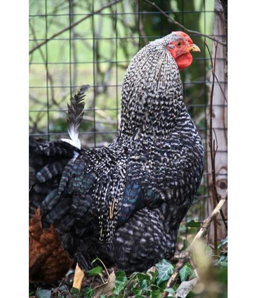 Grote foto rol tuin gaas 1mtr hoog maas 50 x 50 zwart dieren en toebehoren overige dierverblijven