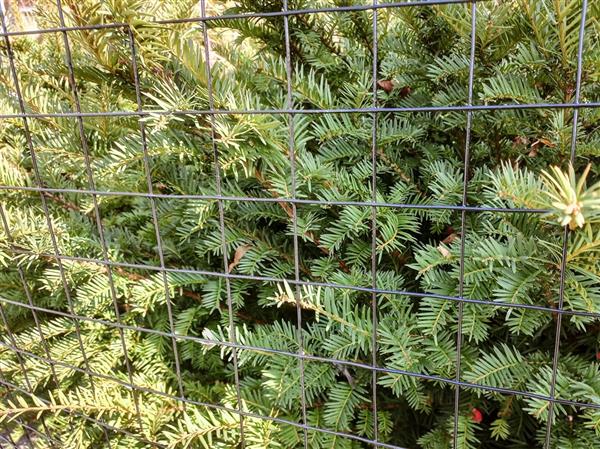 Grote foto rol tuin gaas 1mtr hoog maas 50 x 50 zwart dieren en toebehoren overige dierverblijven