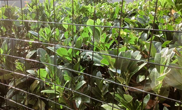 Grote foto rol tuin gaas 1mtr hoog maas 50 x 50 zwart dieren en toebehoren overige dierverblijven