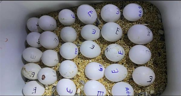 Grote foto bevruchte vogeleieren beschikbaar dieren en toebehoren parkieten en papegaaien