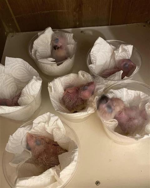 Grote foto bevruchte vogeleieren beschikbaar dieren en toebehoren parkieten en papegaaien