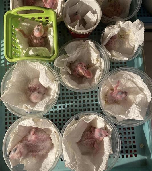 Grote foto bevruchte vogeleieren beschikbaar dieren en toebehoren parkieten en papegaaien