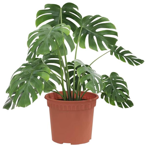 Grote foto vidaxl ronde bloempot 24 pcs baksteenrood 12 5 x 10 cm kunststof tuin en terras overige tuin en terras