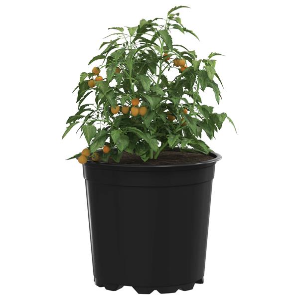 Grote foto vidaxl bloempot 100 pcs zwart 15 x 13 cm kunststof tuin en terras overige tuin en terras