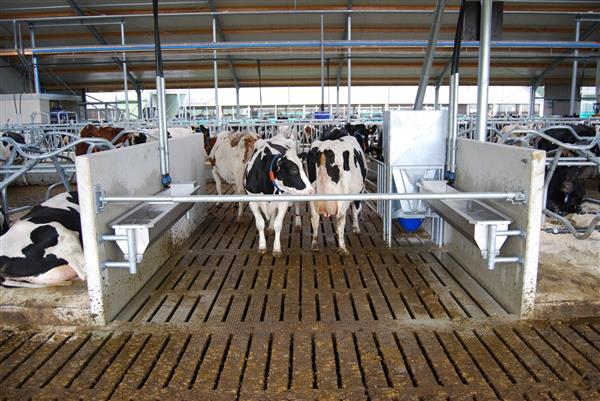 Grote foto slagboom eenvoudig 150 300 cm compleet robuust dieren en toebehoren runderen