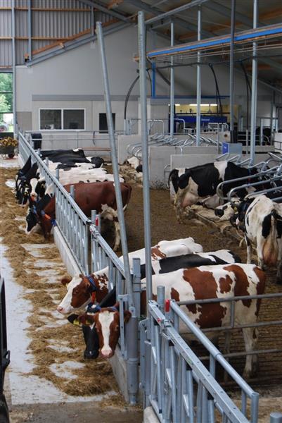 Grote foto slagboom eenvoudig 300 550 cm compleet robuust dieren en toebehoren runderen
