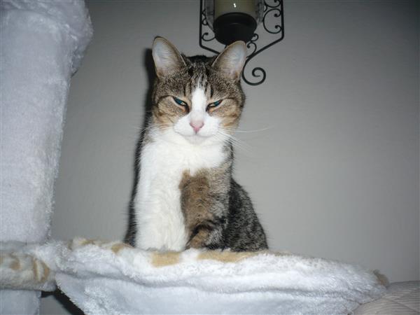 Grote foto onze liefe mimi zoekt een nieuw huis. dieren en toebehoren poezen