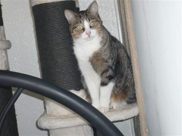 Grote foto onze liefe mimi zoekt een nieuw huis. dieren en toebehoren poezen