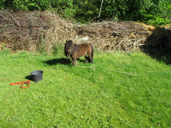 Grote foto bospark trimunt op grens van friesland groningen caravans en kamperen campings
