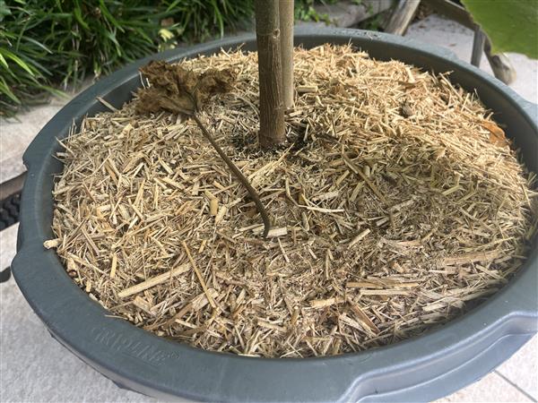 Grote foto miscanthus mulch duurzame bodembedekking tuin en terras mest en plantenvoeding