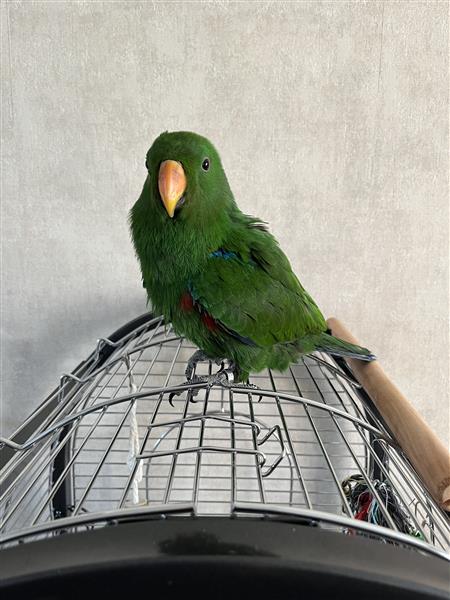 Grote foto jonge edelpapegaai dieren en toebehoren parkieten en papegaaien