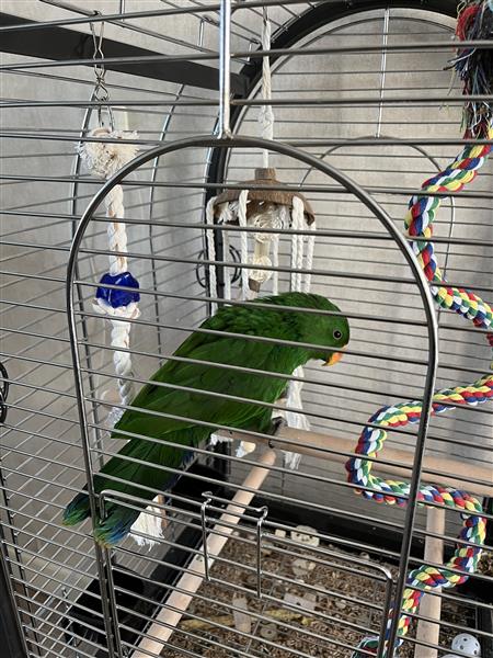 Grote foto jonge edelpapegaai dieren en toebehoren parkieten en papegaaien