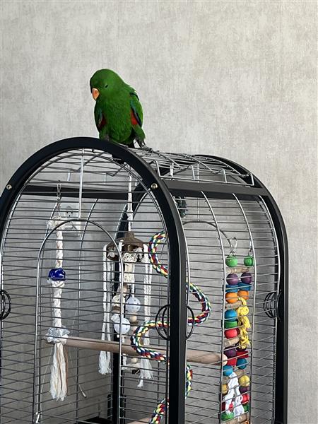 Grote foto jonge edelpapegaai dieren en toebehoren parkieten en papegaaien