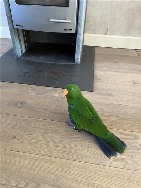 Grote foto jonge edelpapegaai dieren en toebehoren parkieten en papegaaien