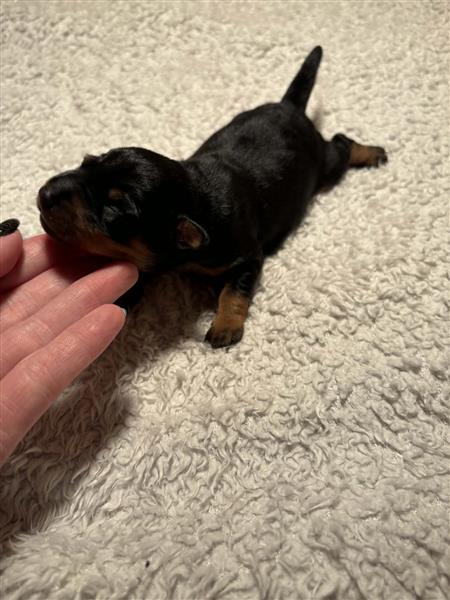 Grote foto pinscher pups dieren en toebehoren bulldogs pinschers en molossers