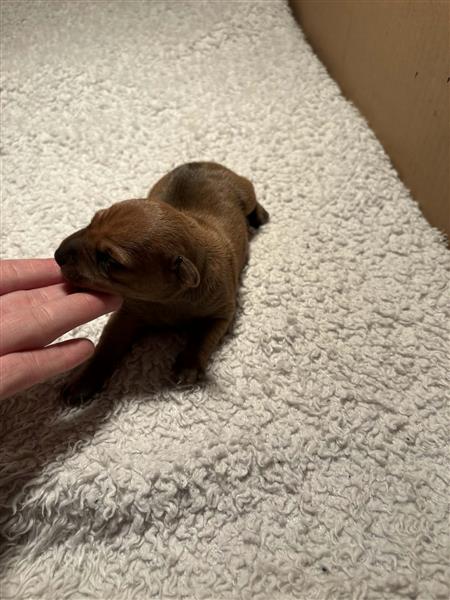 Grote foto pinscher pups dieren en toebehoren bulldogs pinschers en molossers