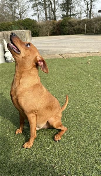 Grote foto pinscher pups dieren en toebehoren bulldogs pinschers en molossers