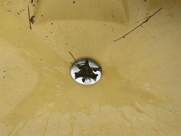 Grote foto vicon pendelstrooier 777064 agrarisch kunstmestrooiers