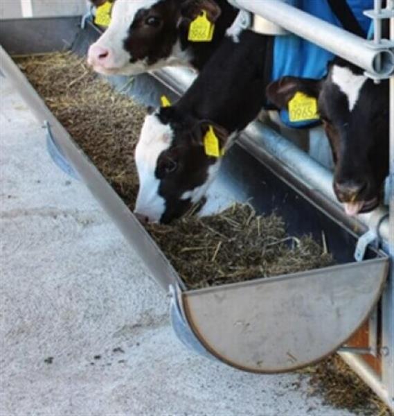 Grote foto omke voergoot voor kalveren 300 cm pe met rvs eindkappen dieren en toebehoren runderen