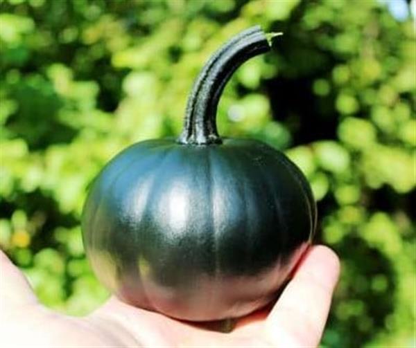 Grote foto black bear f1 pmt klein groen pompoen eetpompoentje 1000 zaden tuin en terras sierplanten