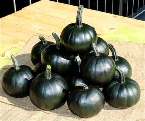 Grote foto black bear f1 pmt klein groen pompoen eetpompoentje 1000 zaden tuin en terras sierplanten