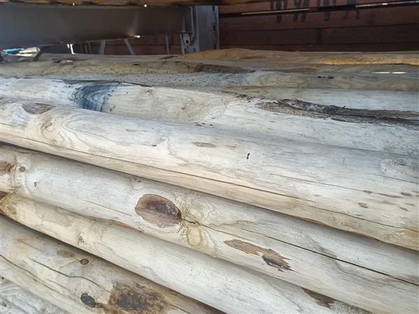 Grote foto kastanje palen kop 8 10 300 cm doe het zelf en verbouw hout en planken