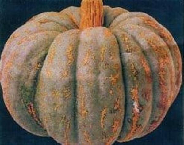 Grote foto zapallo plomo pompoen zaden verzamelen overige verzamelingen