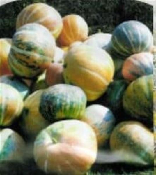 Grote foto rainbow pompoen zaden verzamelen overige verzamelingen