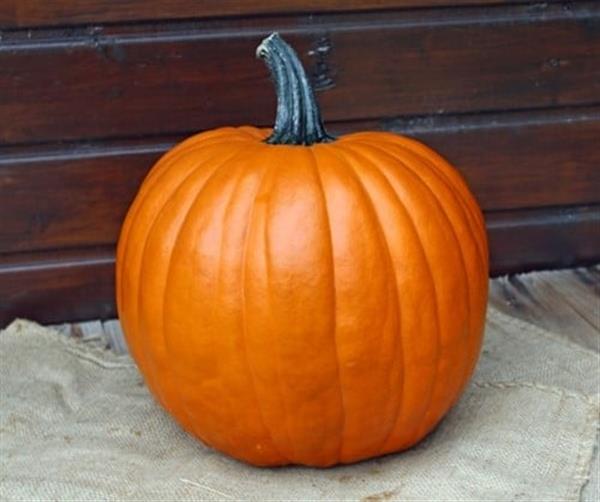 Grote foto the boss f1 pmt halloween pompoen 50 zaden verzamelen overige verzamelingen