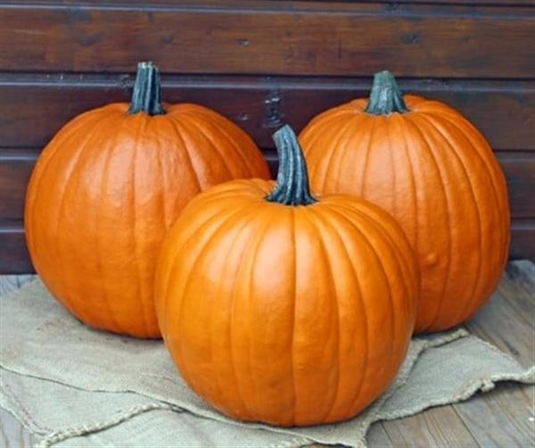 Grote foto the boss f1 pmt halloween pompoen 50 zaden verzamelen overige verzamelingen