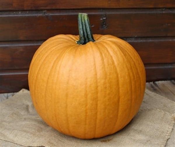 Grote foto spicy mocha f1 pmt halloweenpompoen bijzondere kleur kleinverpakking zaden verzamelen overige verzamelingen