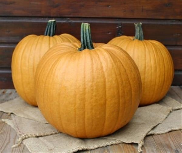 Grote foto spicy mocha f1 pmt halloweenpompoen bijzondere kleur kleinverpakking zaden verzamelen overige verzamelingen