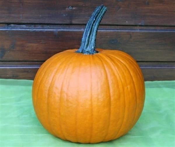 Grote foto hermes f1 pmt halloweenpompoen 50 zaden verzamelen overige verzamelingen