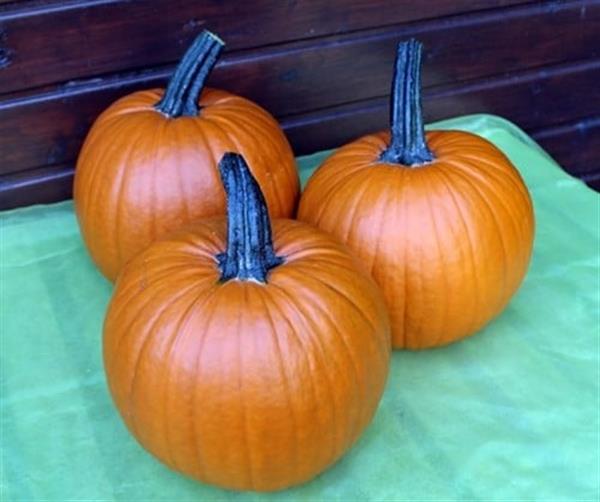 Grote foto hermes f1 pmt halloweenpompoen 50 zaden verzamelen overige verzamelingen