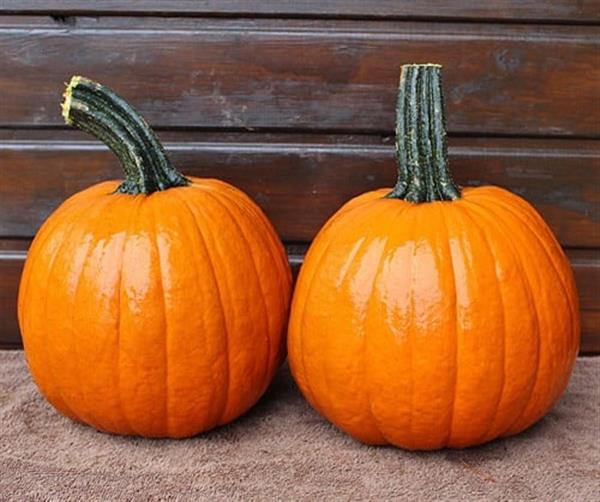 Grote foto hal. gumdrop f1 pmt opvallende halloweenpompoen kleinverpakking verzamelen overige verzamelingen