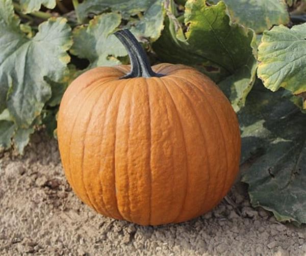 Grote foto boomer f1 pmt halloween halloweenpompoen basiseenheid verzamelen overige verzamelingen