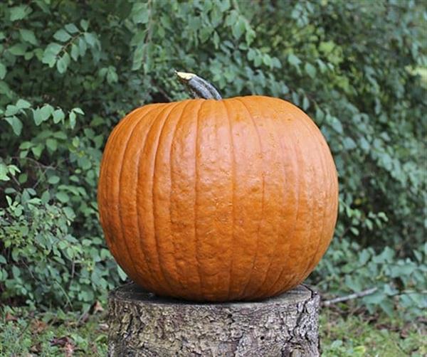 Grote foto boomer f1 pmt halloween halloweenpompoen basiseenheid verzamelen overige verzamelingen