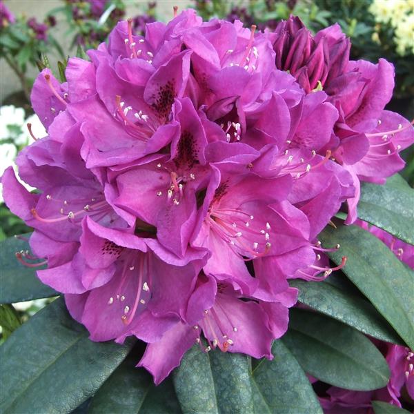 Grote foto rhododendron groot tuin en terras bomen en struiken