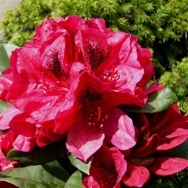 Grote foto rhododendron groot tuin en terras bomen en struiken