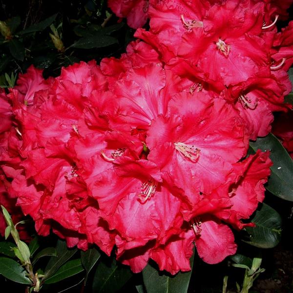 Grote foto rhododendron groot tuin en terras bomen en struiken