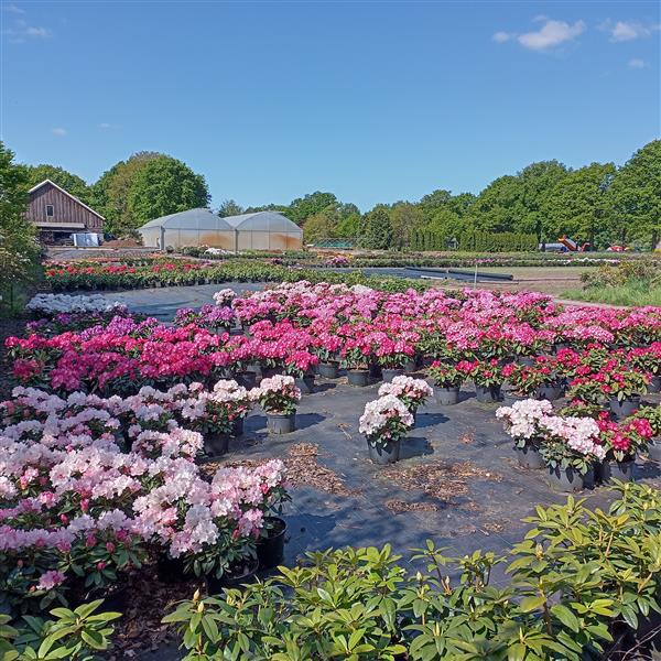 Grote foto rhododendron groot tuin en terras bomen en struiken