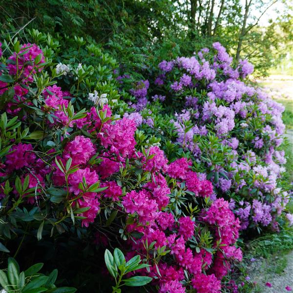 Grote foto rhododendron groot tuin en terras bomen en struiken