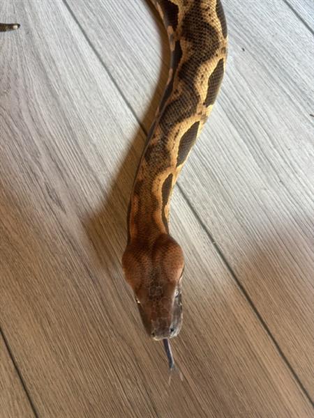 Grote foto 1.1 acrantophis madagascariensis boa dieren en toebehoren reptielen en amfibie n